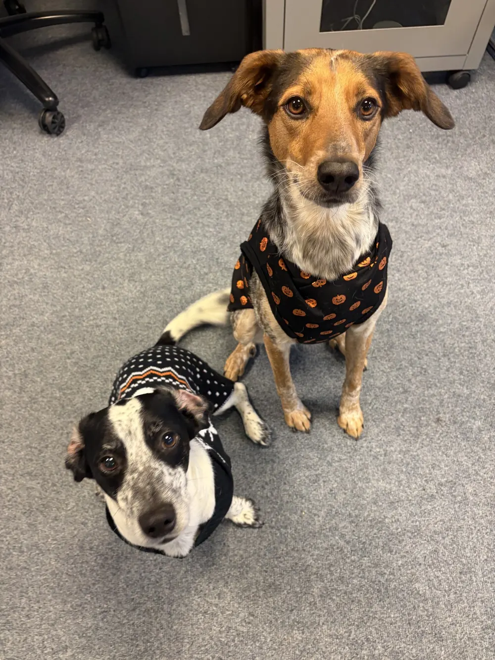 Oakleigh and Ozzy sitting side by side in black Halloween jumpers with orange pumpkins