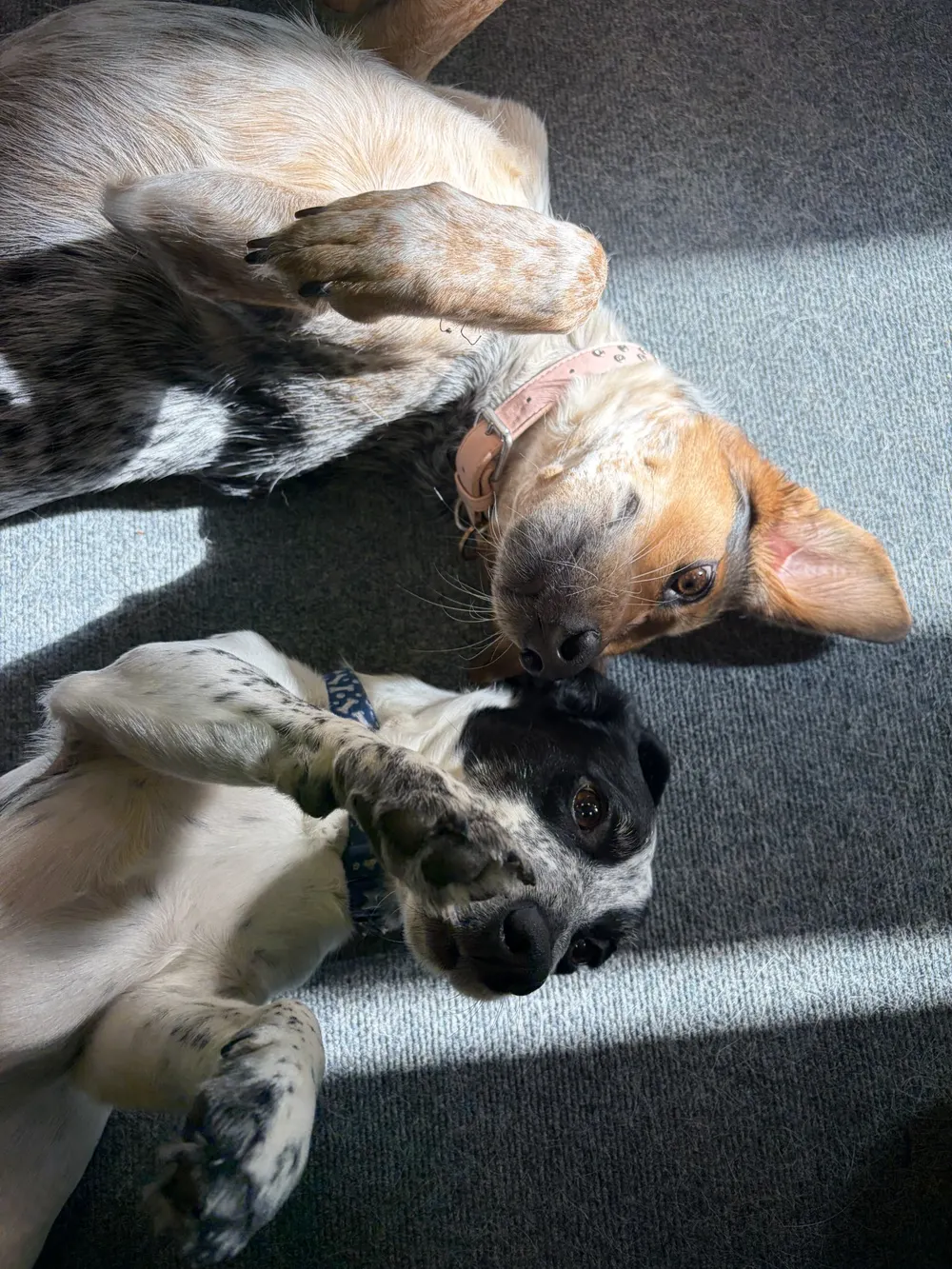 Oakleigh and Ozzy lying on their backs nose to nose in a patch of sunlight on the office carpet