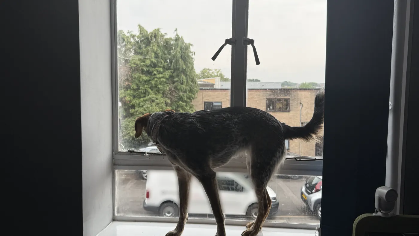 Oakleigh the office dog on the office window sill, looking out at Victoria Road