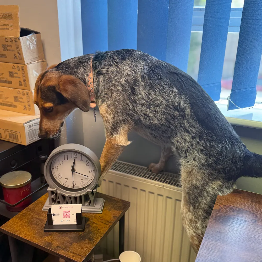 Oakleigh the office dog leaning over a desk to peer at the office clock