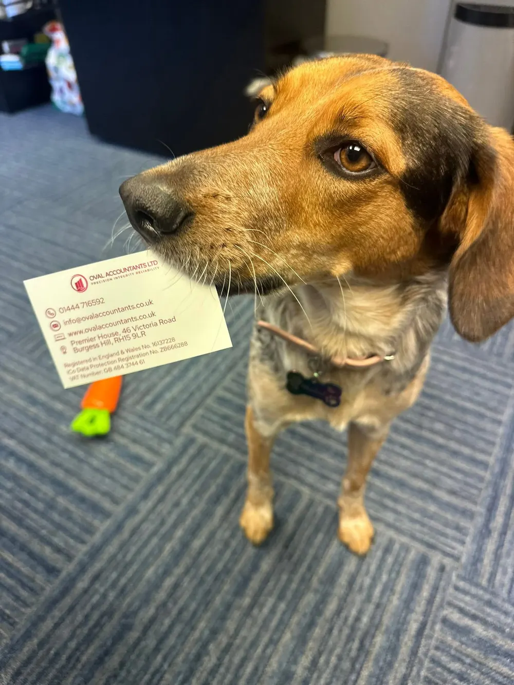 Oakleigh the office dog holding an Oval Accountants business card in her mouth
