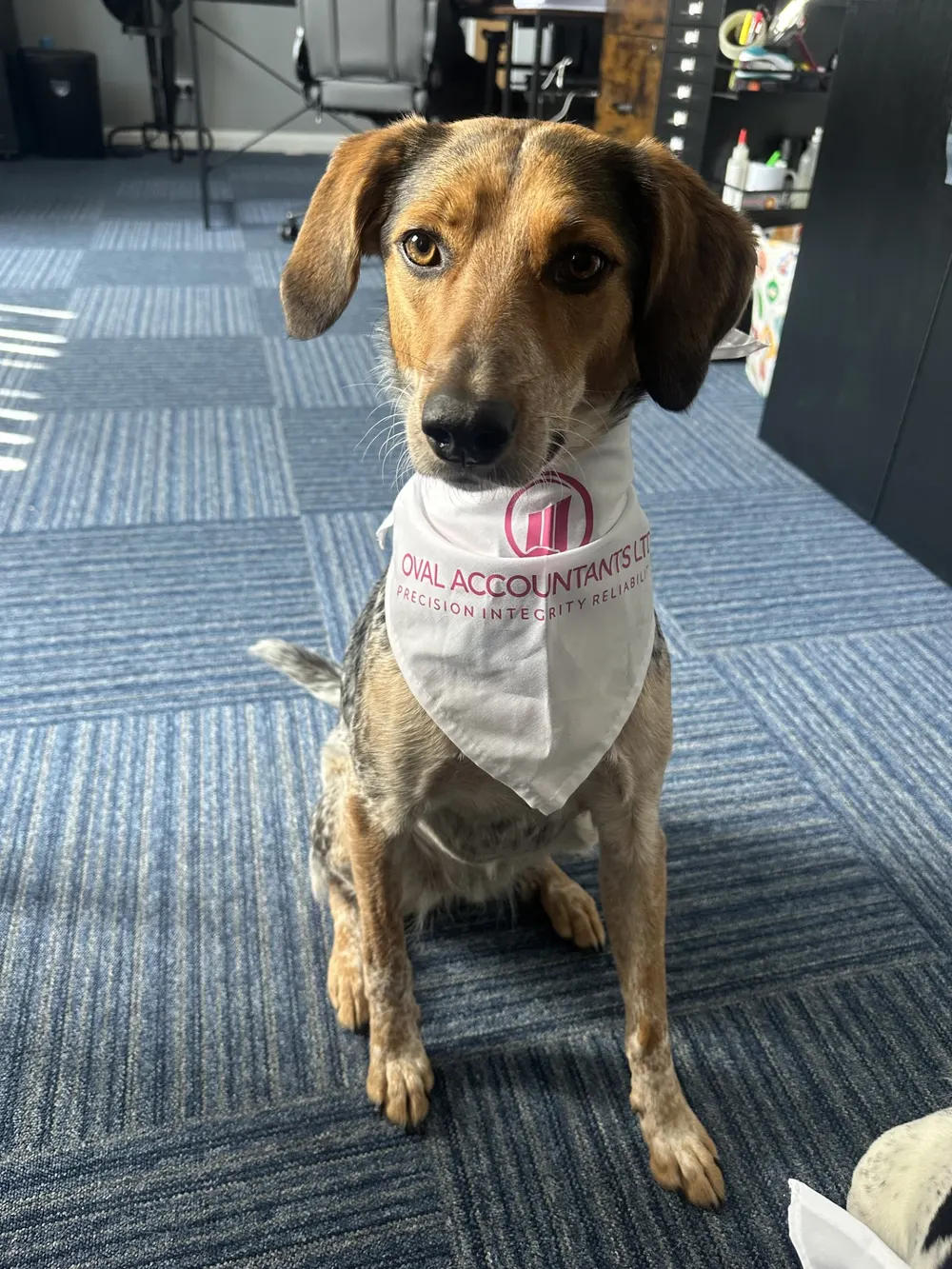 Oakleigh the office dog sitting on the office carpet in a white Oval Accountants bandana