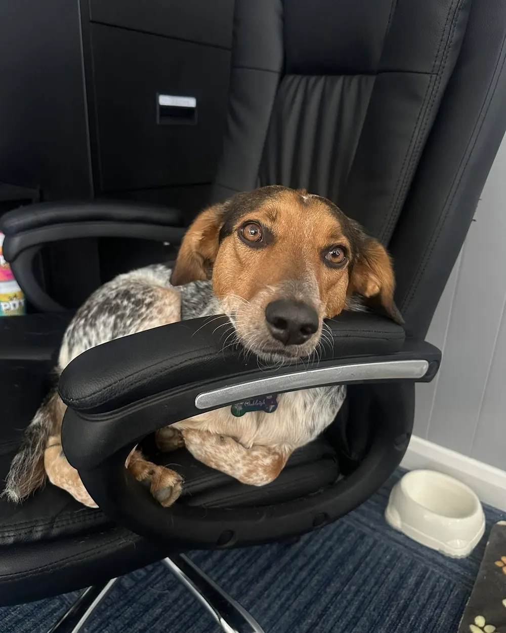 Oakleigh the office dog resting her chin on the arm of an office chair