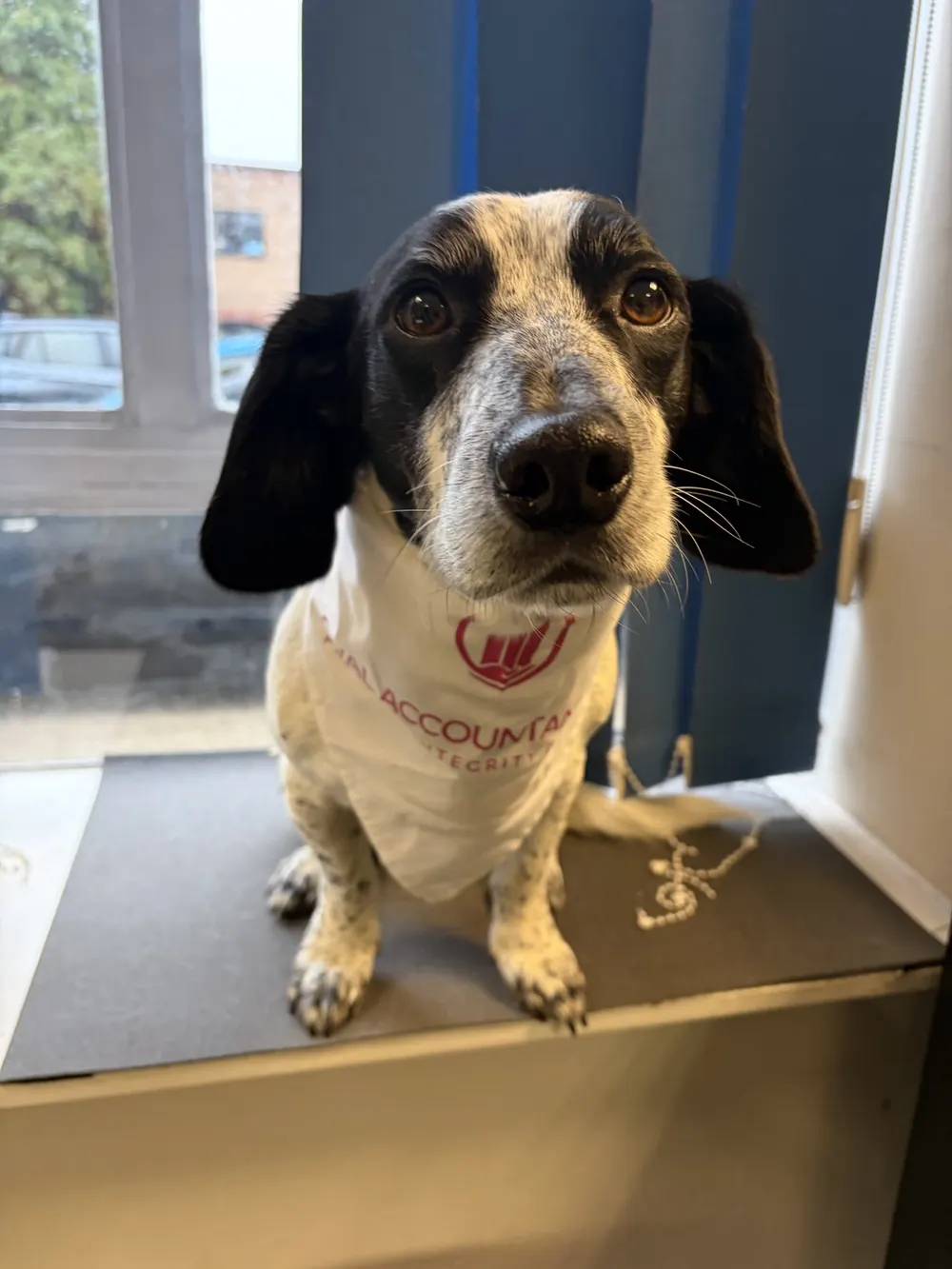 Ozzy, the black and white rescue dog, in his Oval Accountants bandana sitting by the office window