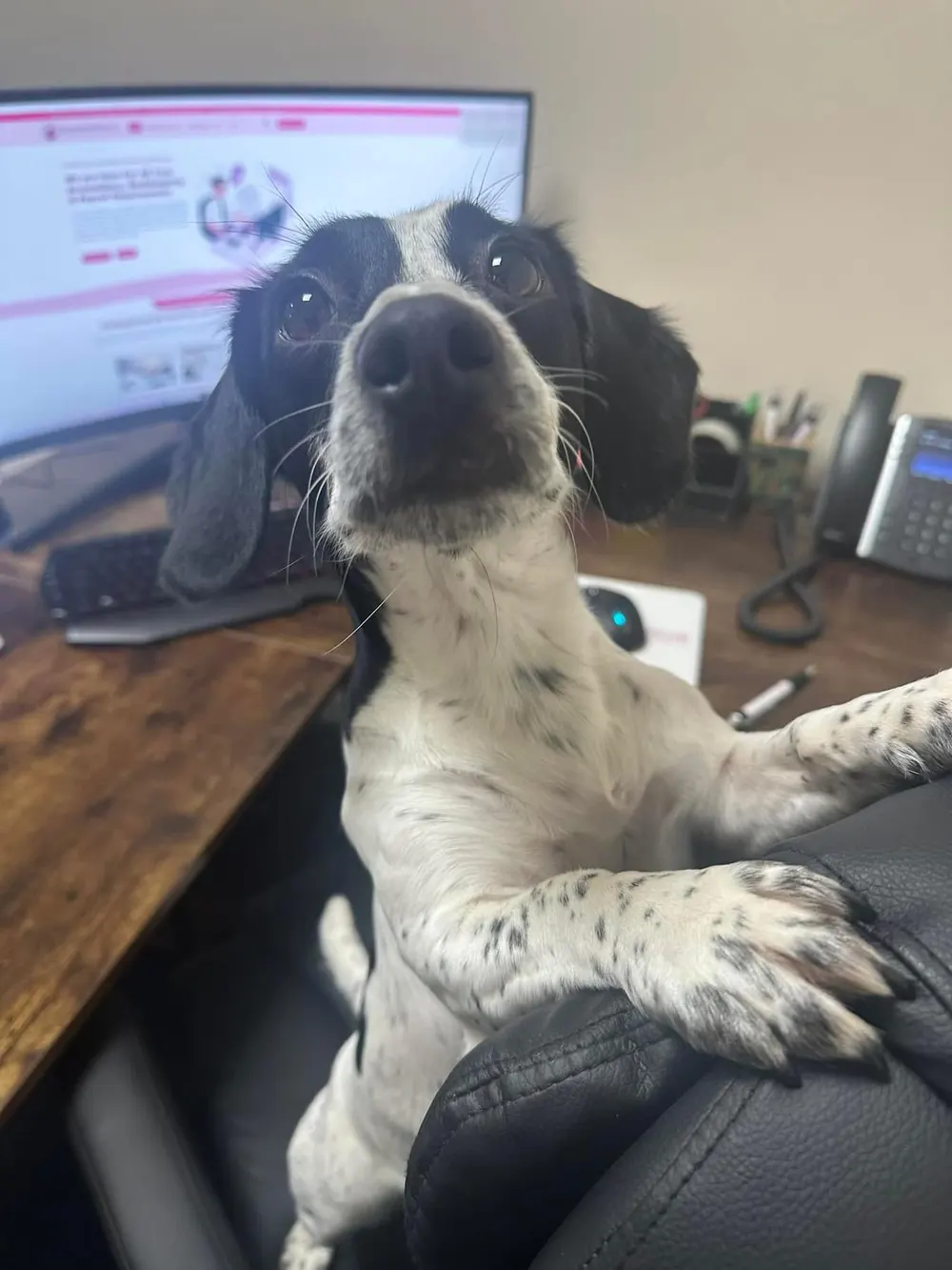 Office dog sitting at a desk in front of a computer in the Burgess Hill office